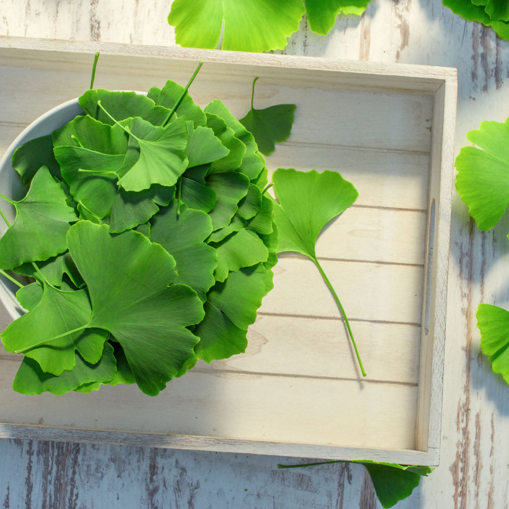Fresh green Ginkgo biloba leaves are neatly arranged in a white bowl on a wooden tray, with a few scattered leaves around, highlighting their unique fan shape and vibrant color.